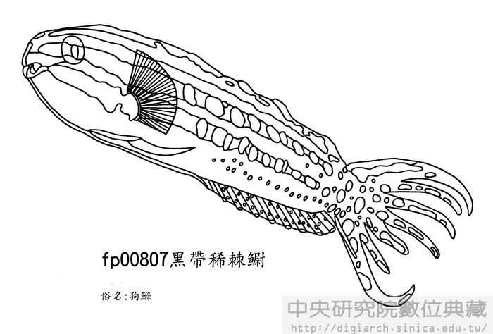 黑帶稀棘 Meiacanthus grammistes