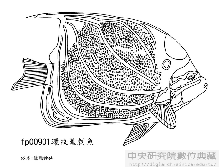 環紋蓋刺魚 Pomacanthus annularis