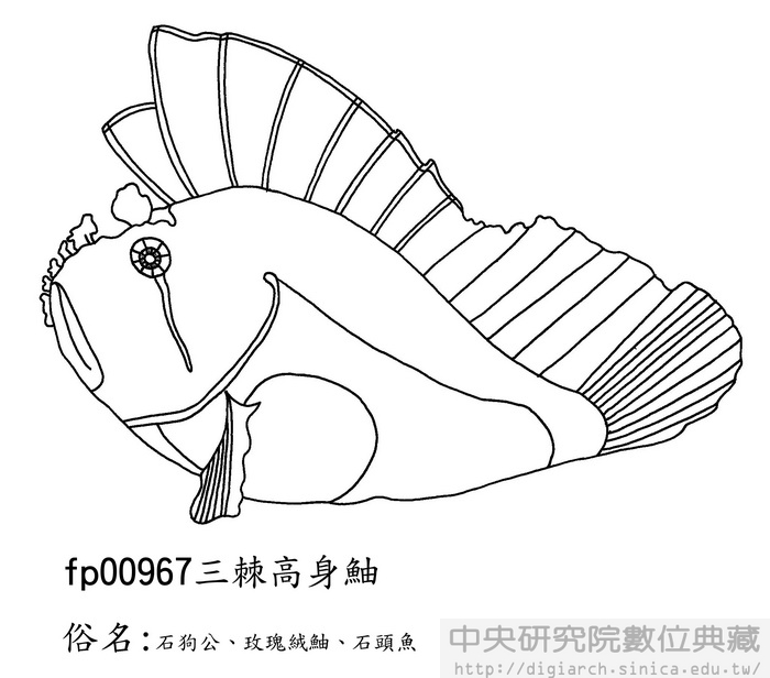 三棘高身 Taenianotus triacanthus
