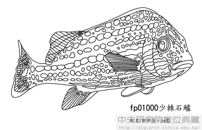 少棘石鱸 Diagramma pictum