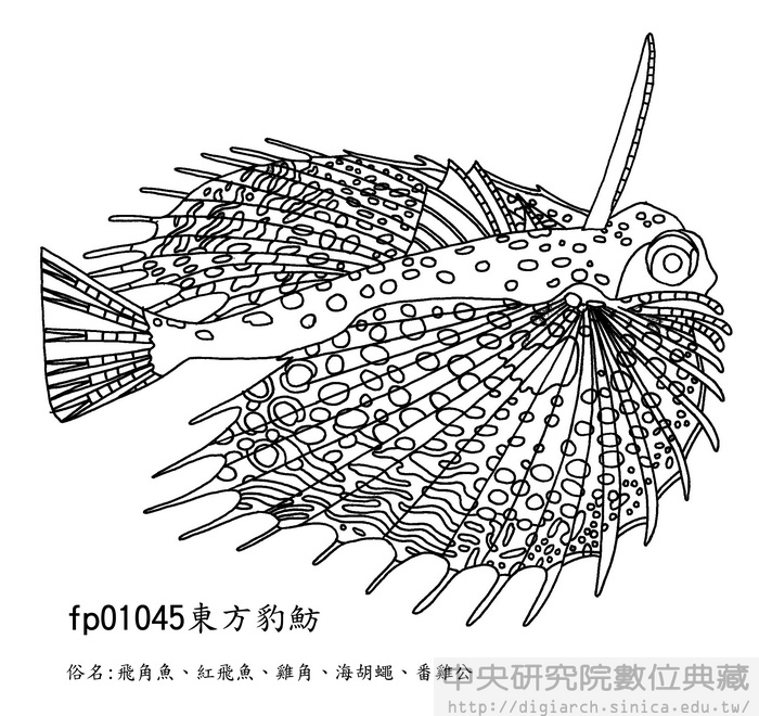 東方豹魴 Dactyloptena orientalis