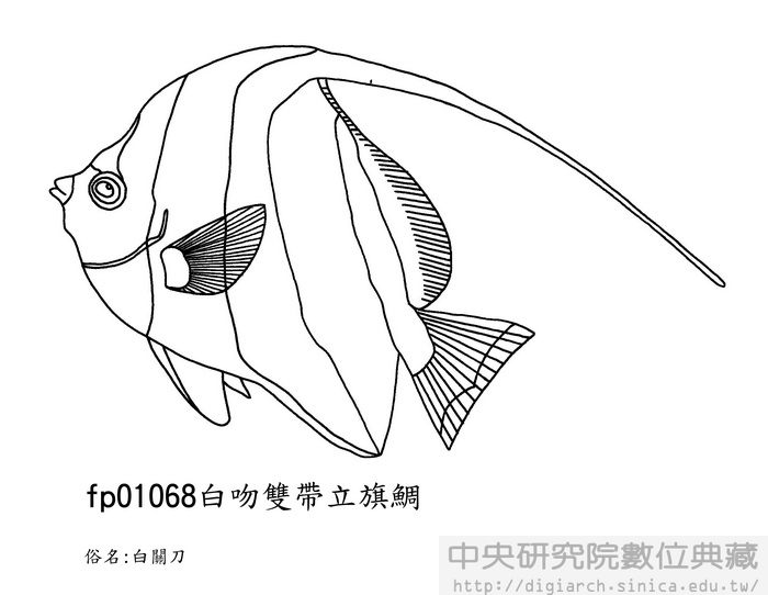 白吻雙帶立旗鯛 Heniochus acuminatus