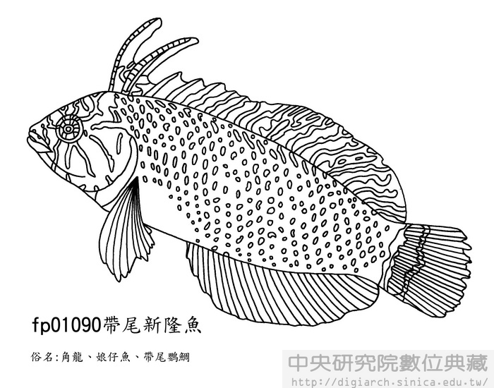 帶尾新隆魚 Novaculichthys taeniourus