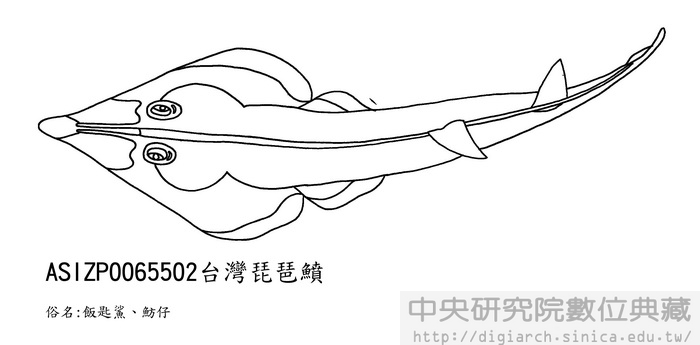 臺灣琵琶 Rhinobatos formosensis
