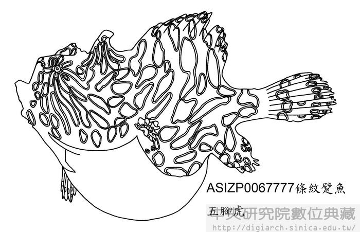 條紋躄魚 Antennarius striatus