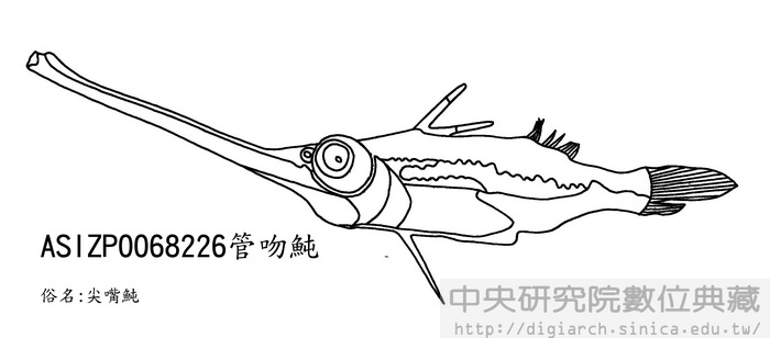 管吻魨 Halimochirurgus alcocki