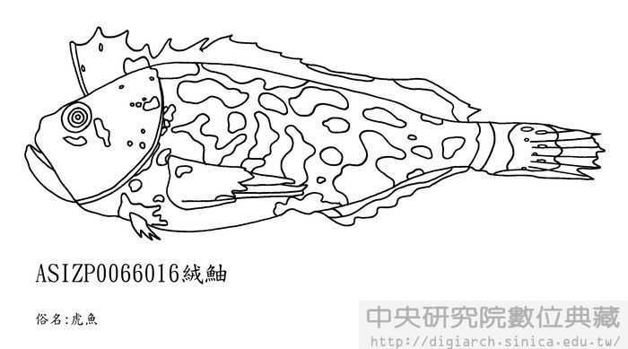 絨 Erisphex pottii