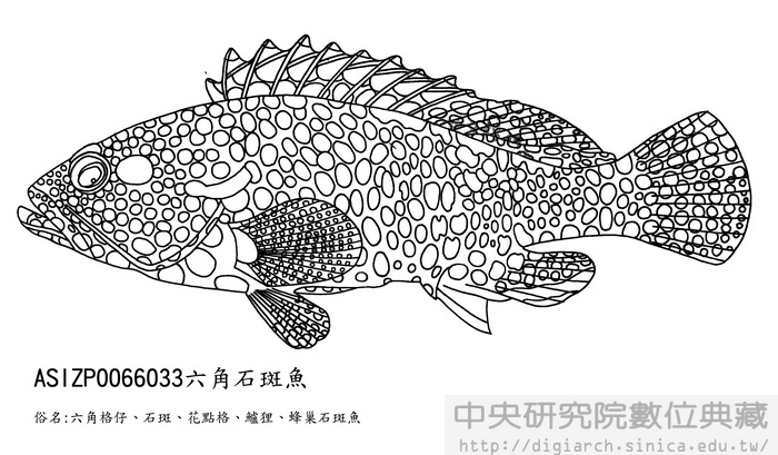 六角石斑魚 Epinephelus hexagonatus