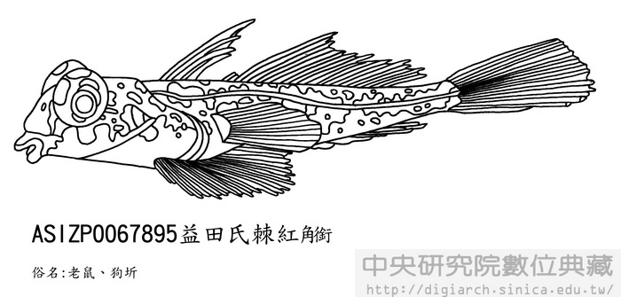 益田氏棘紅銜 Foetorepus masudai