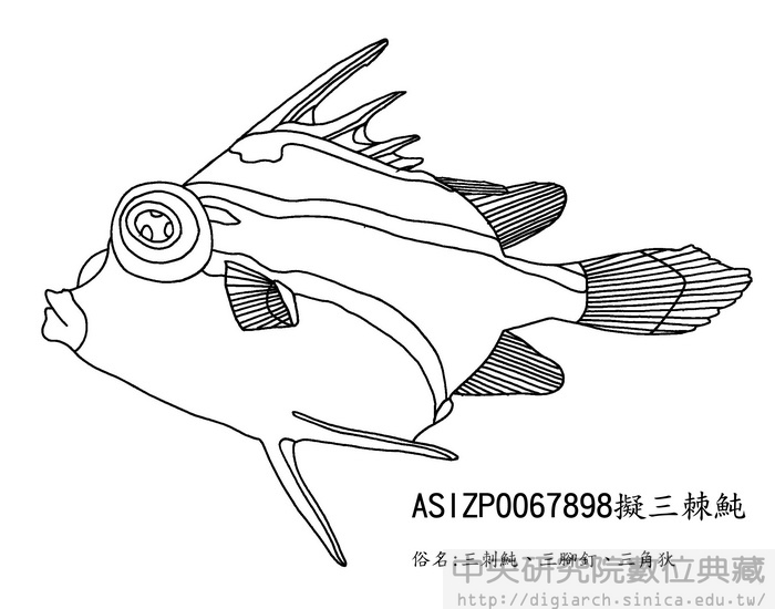 擬三棘魨 Triacanthodes anomalus