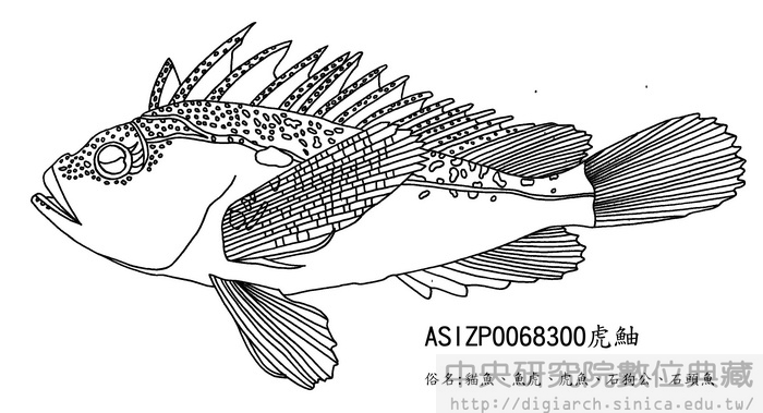 虎 Minous sp.