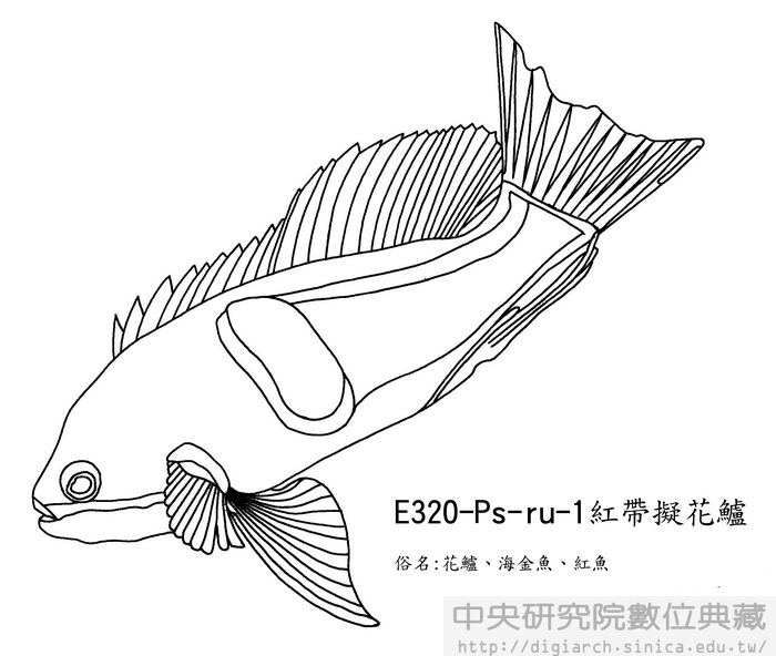 紅帶擬花鱸 Pseudanthias rubrizonatus