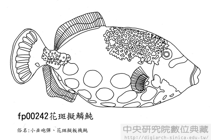 花斑擬鱗魨 Balistoides conspicillum