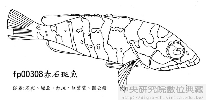 赤石斑魚 Epinephelus fasciatus