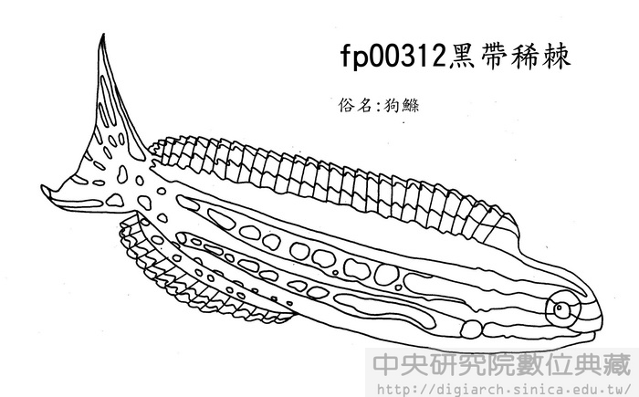 黑帶稀棘 Meiacanthus grammistes