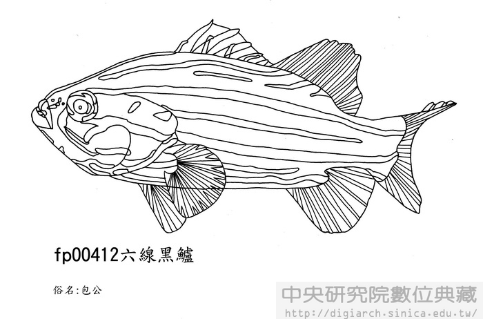 六線黑鱸 Grammistes sexlineatus