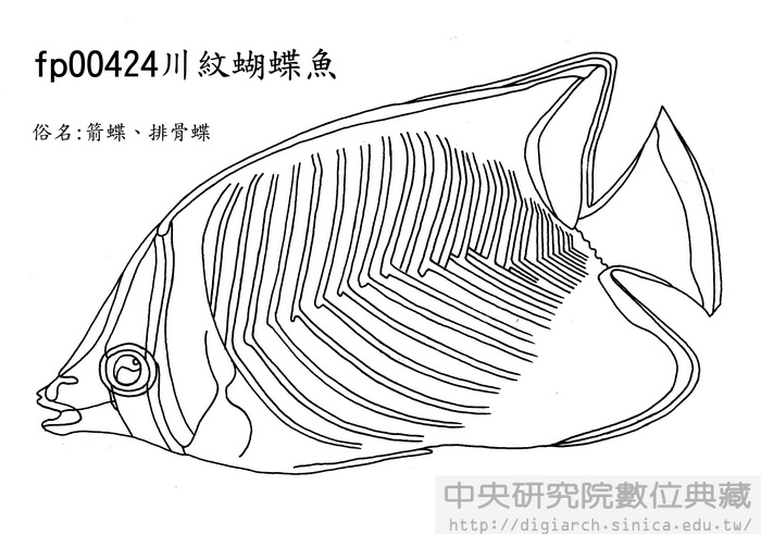 川紋蝴蝶魚 Chaetodon trifascialis