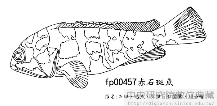 赤石斑魚 Epinephelus fasciatus