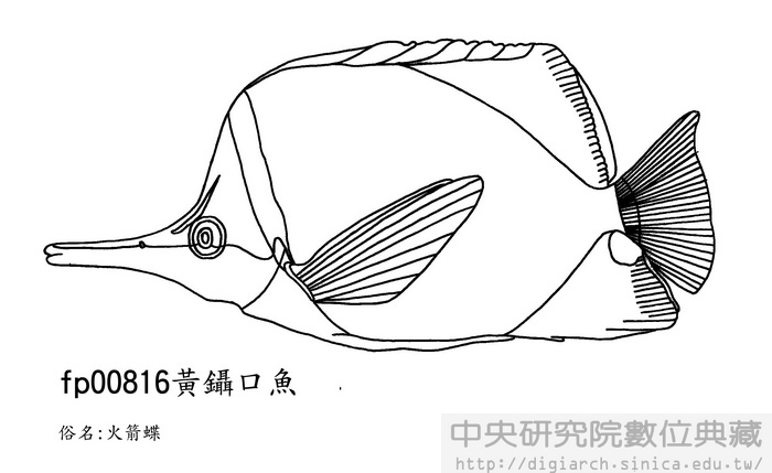 黃鑷口魚 Forcipiger flavissimus