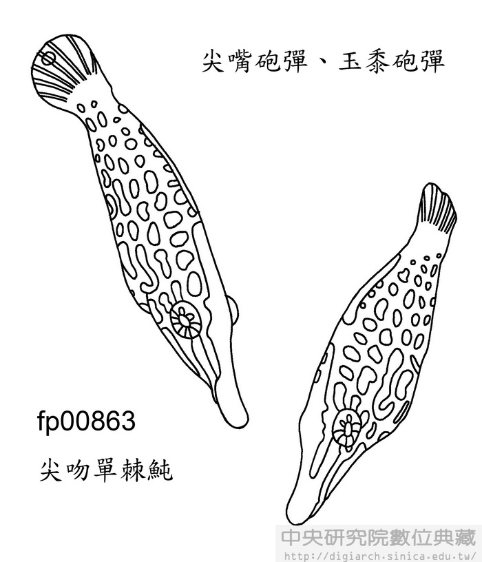 尖吻單棘魨 Oxymonacanthus longirostris