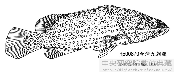 臺灣九刺鮨 Cephalopholis formosa