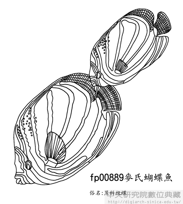 麥氏蝴蝶魚 Chaetodon meyeri