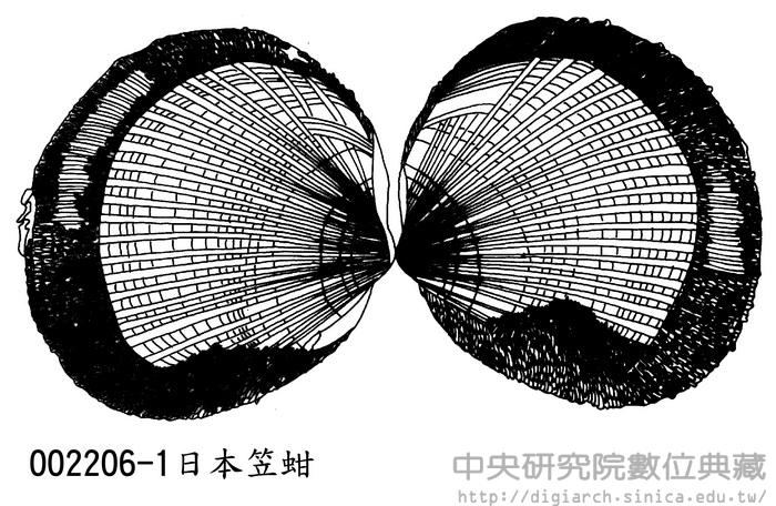 日本笠蚶Oblimopa japonica