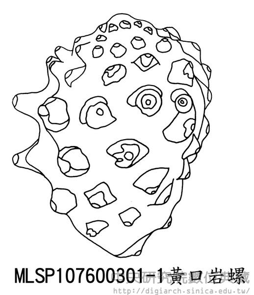 黃口岩螺 Thais luteostoma