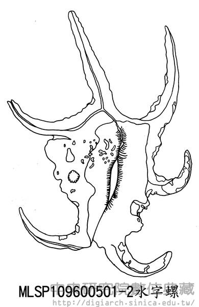 水字螺 Lambis chiragra