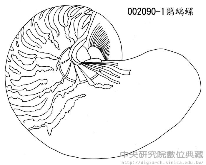 鸚鵡螺 Nautilus pompilius