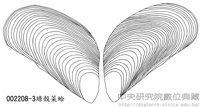 綠殼菜蛤 Perna viridis