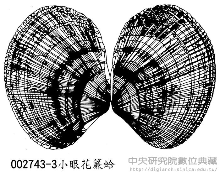小眼花簾蛤 Ruditapes variegata