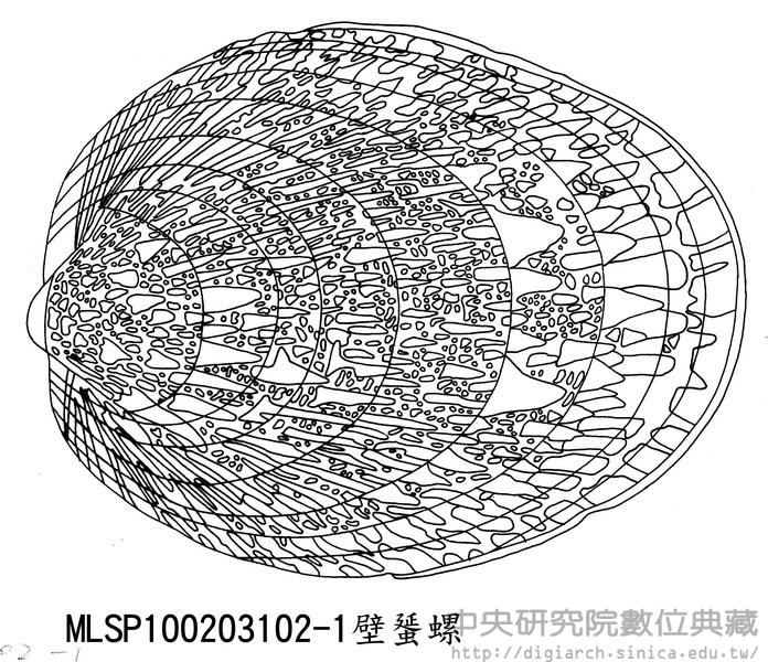 壁蜑螺 Septaria porcellana