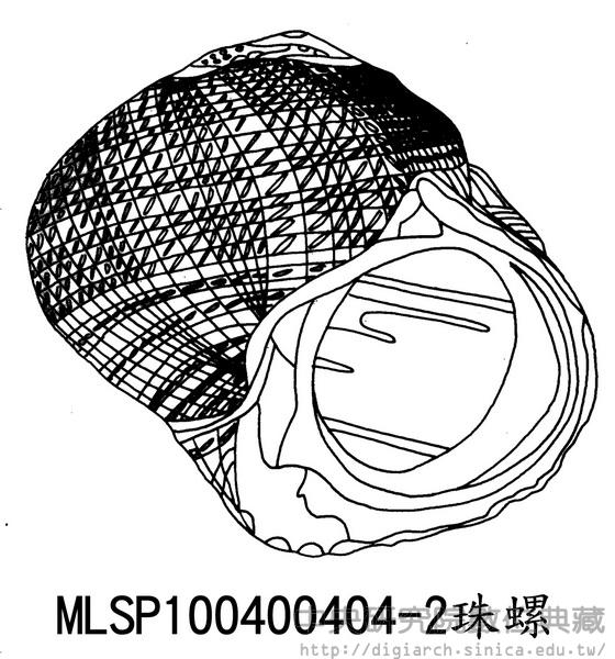 珠螺 Lunella coronata coronata