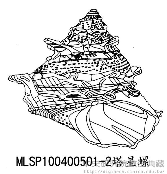 塔星螺 Bolma modesta