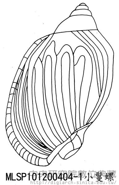 小鬘螺 Casmaria erinaceus