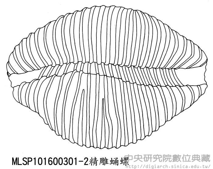 精雕蛹螺 Trivirostra akroterion