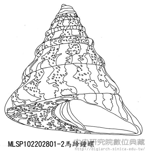 馬蹄鐘螺 Tectus niloticus maximus