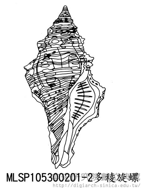 多稜旋螺 Latirus polygonus