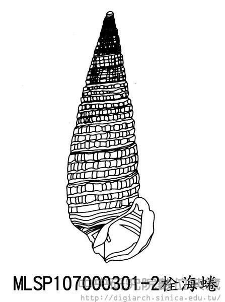 栓海蜷 Cerithidea cingulata cingulata
