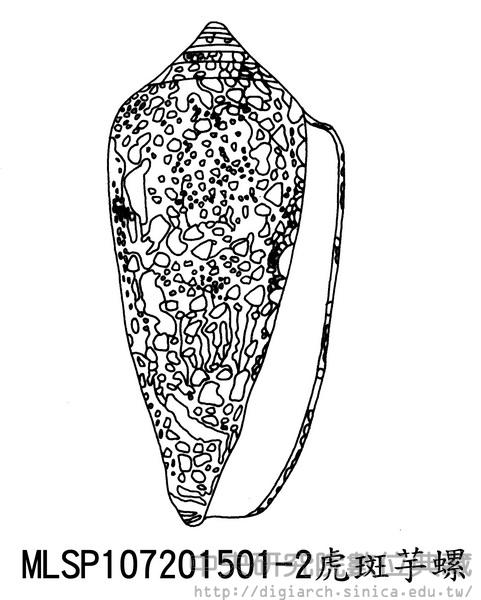 虎斑芋螺 Conus canonicus