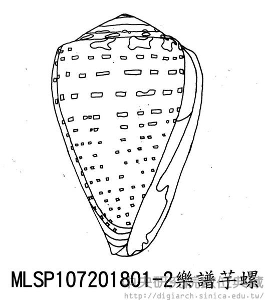 樂譜芋螺 Conus musicus musicus