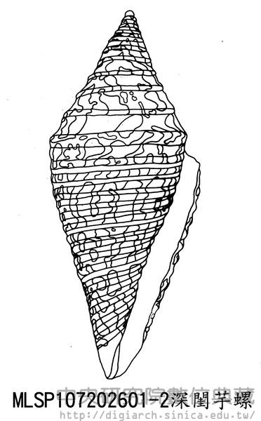 深閨芋螺 Conus praecellens