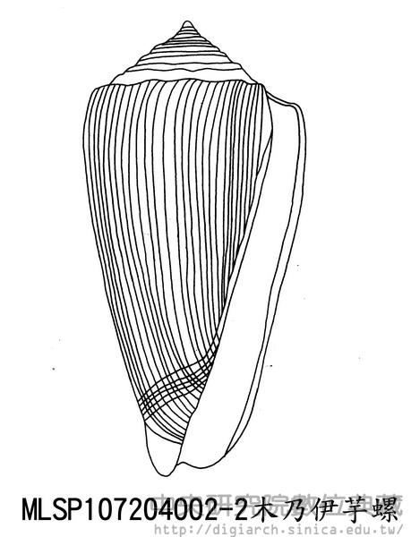 木乃伊芋螺 Conus sulcatus