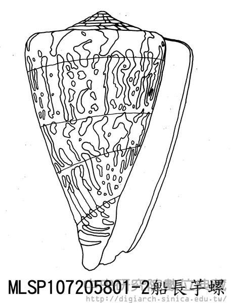 船長芋螺 Conus capitaneus