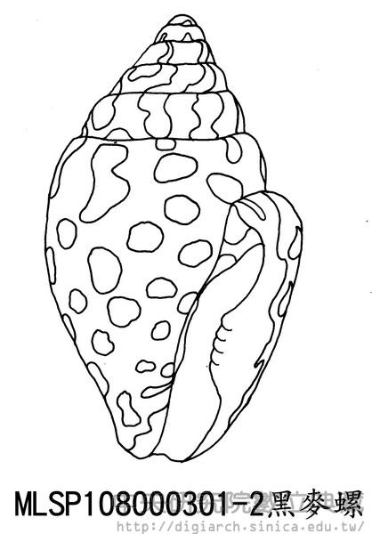 黑麥螺 Pyrene ocellata