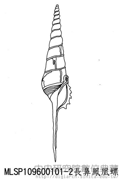 長鼻鳳凰螺 Tibia fusus
