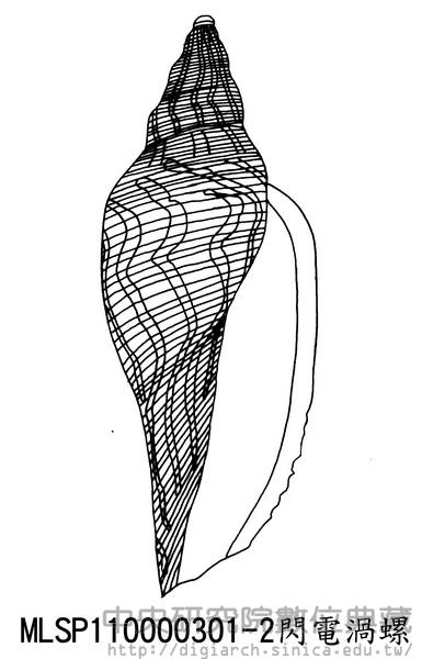 閃電渦螺 Fulgoraria rupestris