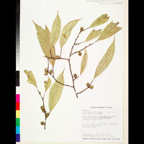中文種名:阿里山珍珠蓮 學名:Ficus sarmentosa B. Ham. ex J. E. Sm. var. henryi (King ...