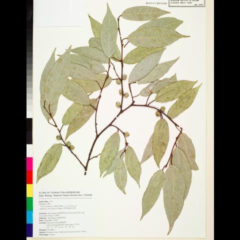中文種名:珍珠蓮 學名:Ficus sarmentosa B. Ham. ex J. E. Sm. var. nipponica (Fr ...